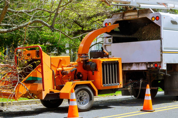 Best Storm Damage Tree Cleanup  in Speer, NC